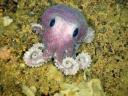 1294679686_newfoundland-deep-sea-species-octopus1.jpg
