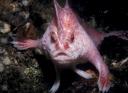 1294679867_new-handfish-species-pink11.jpg
